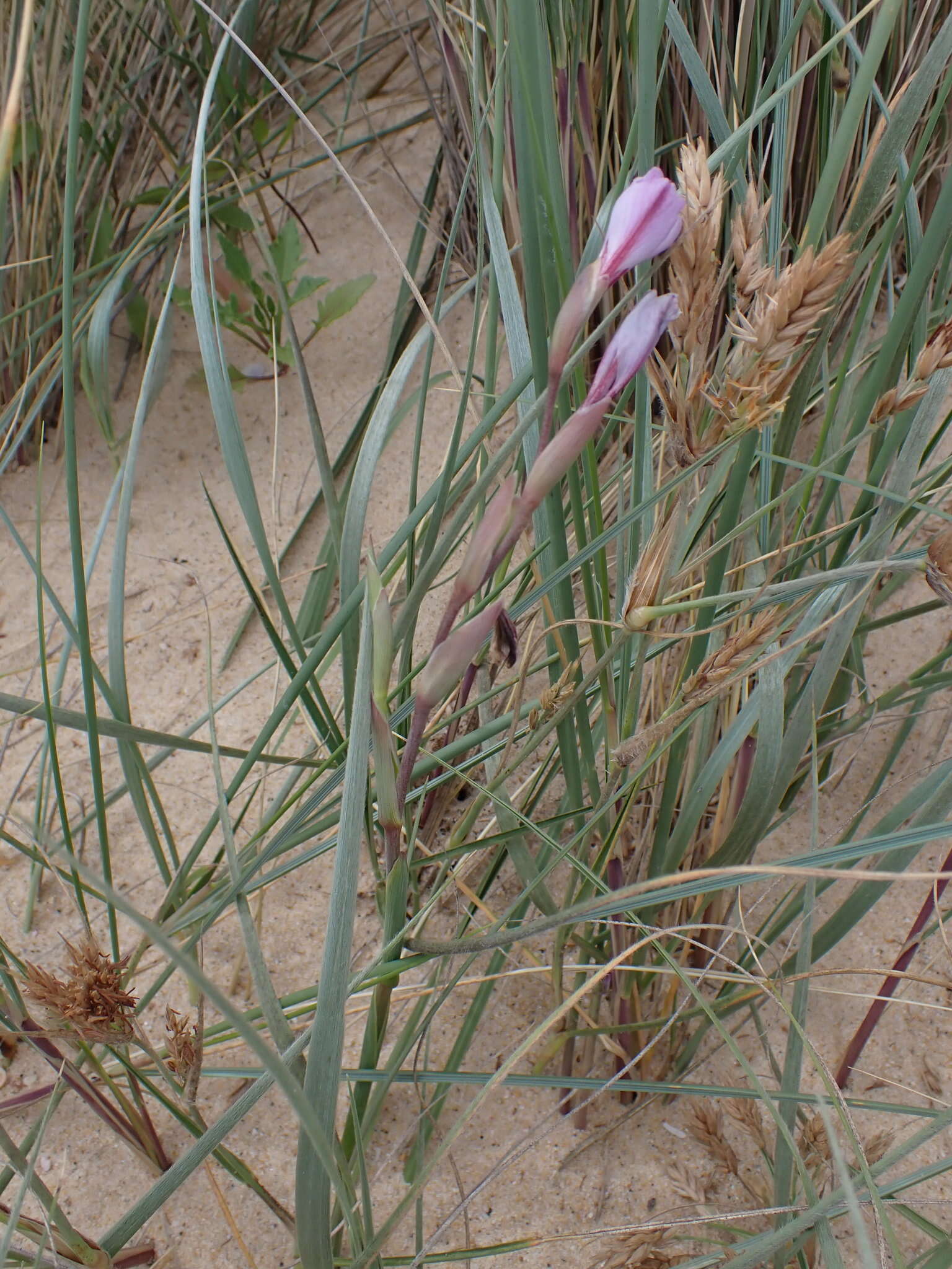 Plancia ëd Gladiolus gueinzii Kunze