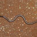 Image of Narrow-banded Burrowing Snake