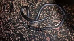 Image of Bibron’s Stiletto Snake