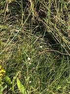 Image de Erigeron lonchophyllus Hook.