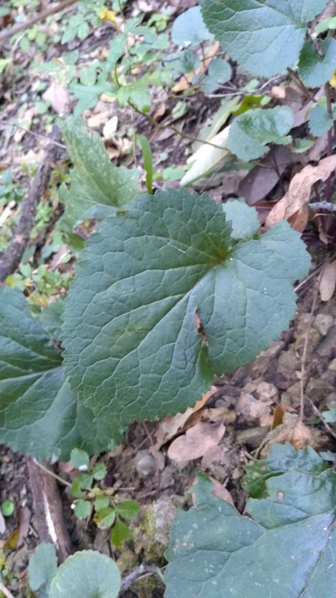 Image of Packera coahuilensis (Greenm.) C. Jeffrey