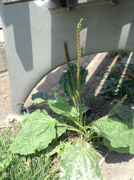 Image of blackseed plantain