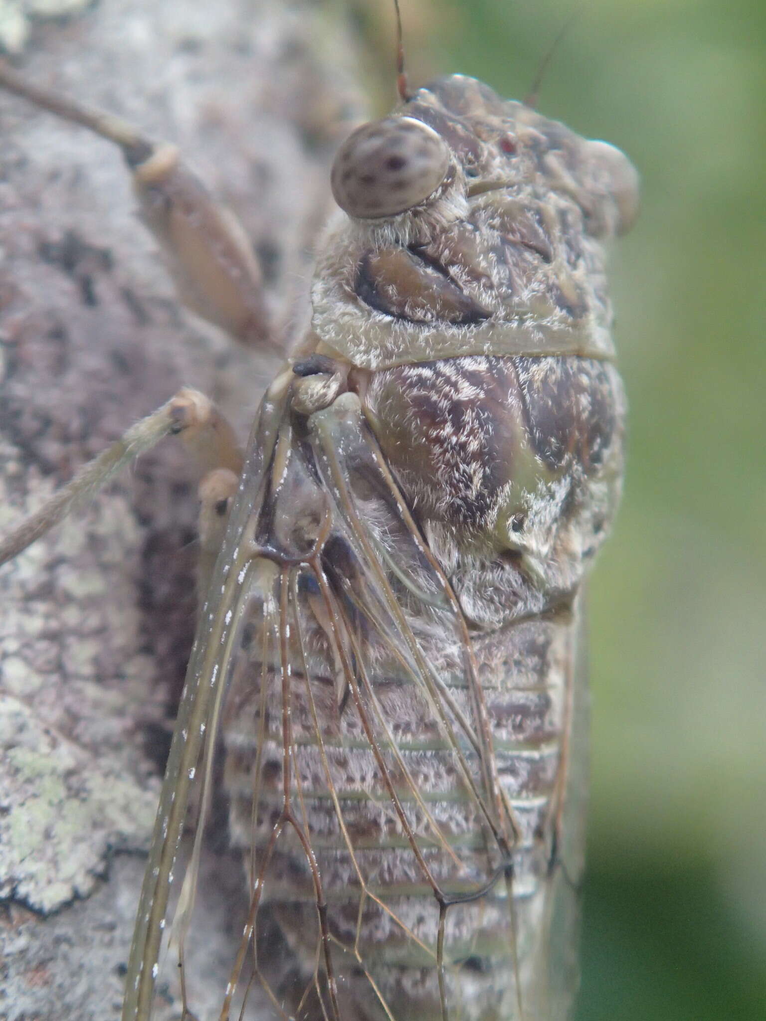 Image of Chremistica elenae Boulard 2001