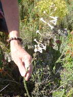 Image of Freylinia longiflora Benth.