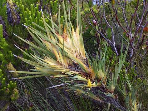 Image of Klattia flava (G. J. Lewis) Goldblatt