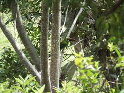 Image of Crimson-rumped Toucanet