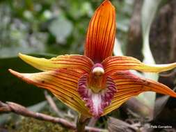 Image of Maxillaria striata Rolfe