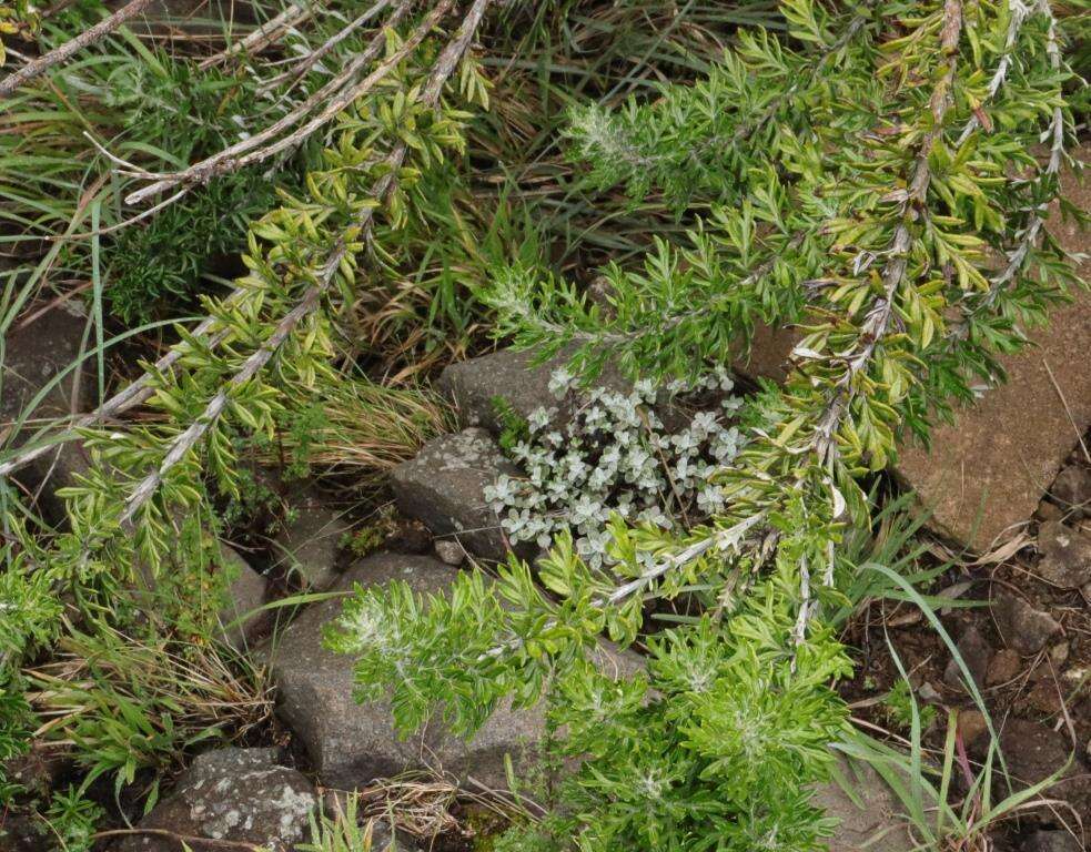 Image of Senecio haygarthii M. R. F. Taylor ex Hilliard