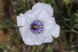 Image of Nierembergia pulchella var. macrocalyx (Millán) A. A. Cocucci & A. T. Hunziker