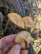 Image de Flammulina lupinicola (Redhead & R. H. Petersen) C. Hahn 2016