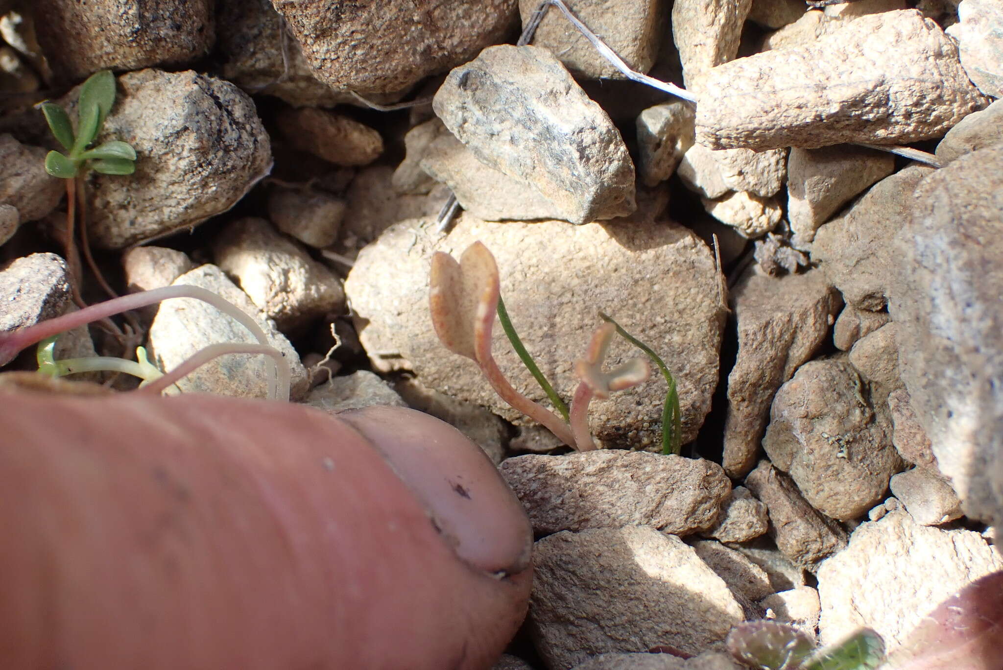 Image de Ranunculus crithmifolius Hook. fil.