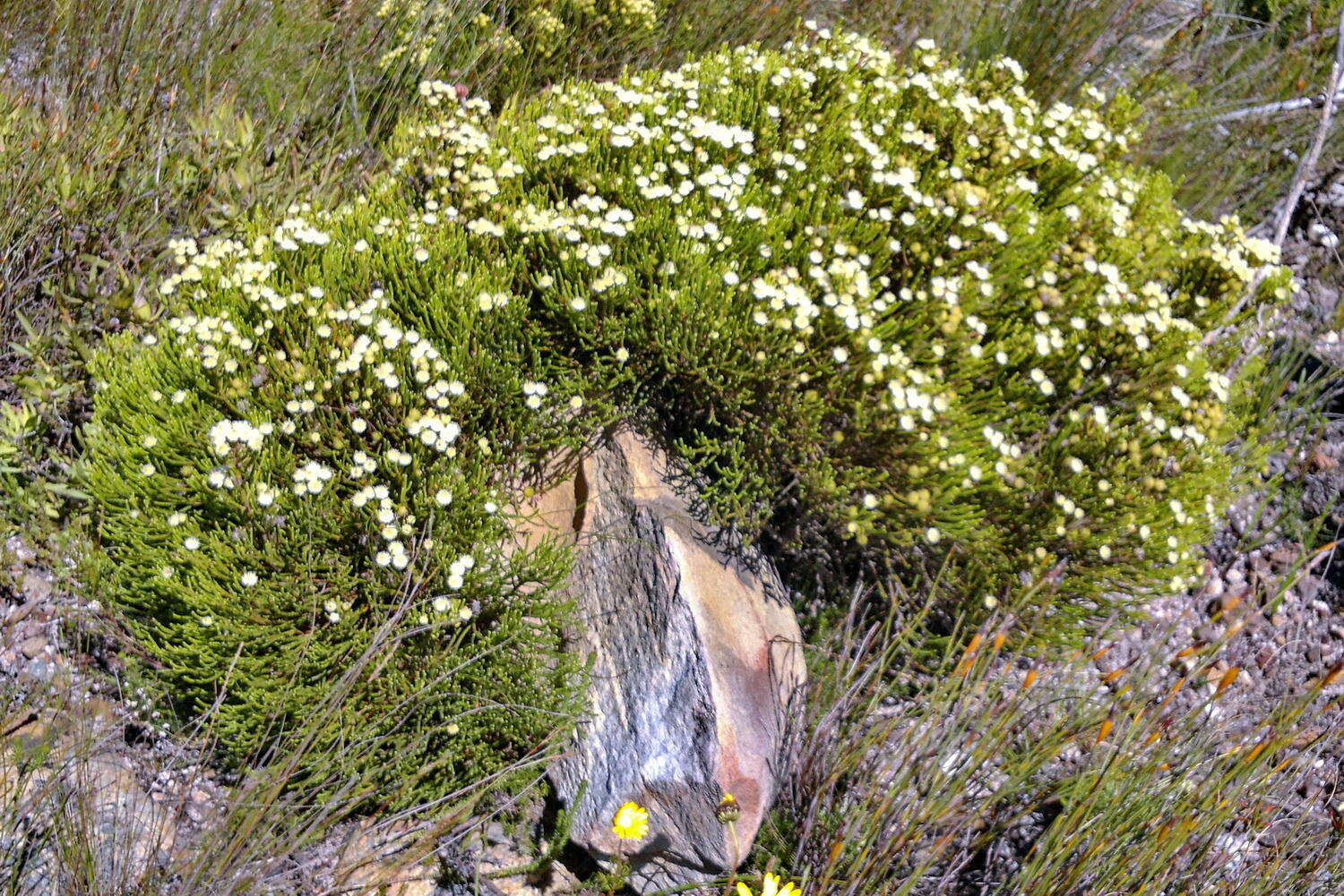 Image of Brunia paleacea Berg.