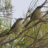 صورة Lichenostomus cratitius (Gould 1841)