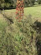 Imagem de Clerodendrum indicum (L.) Kuntze