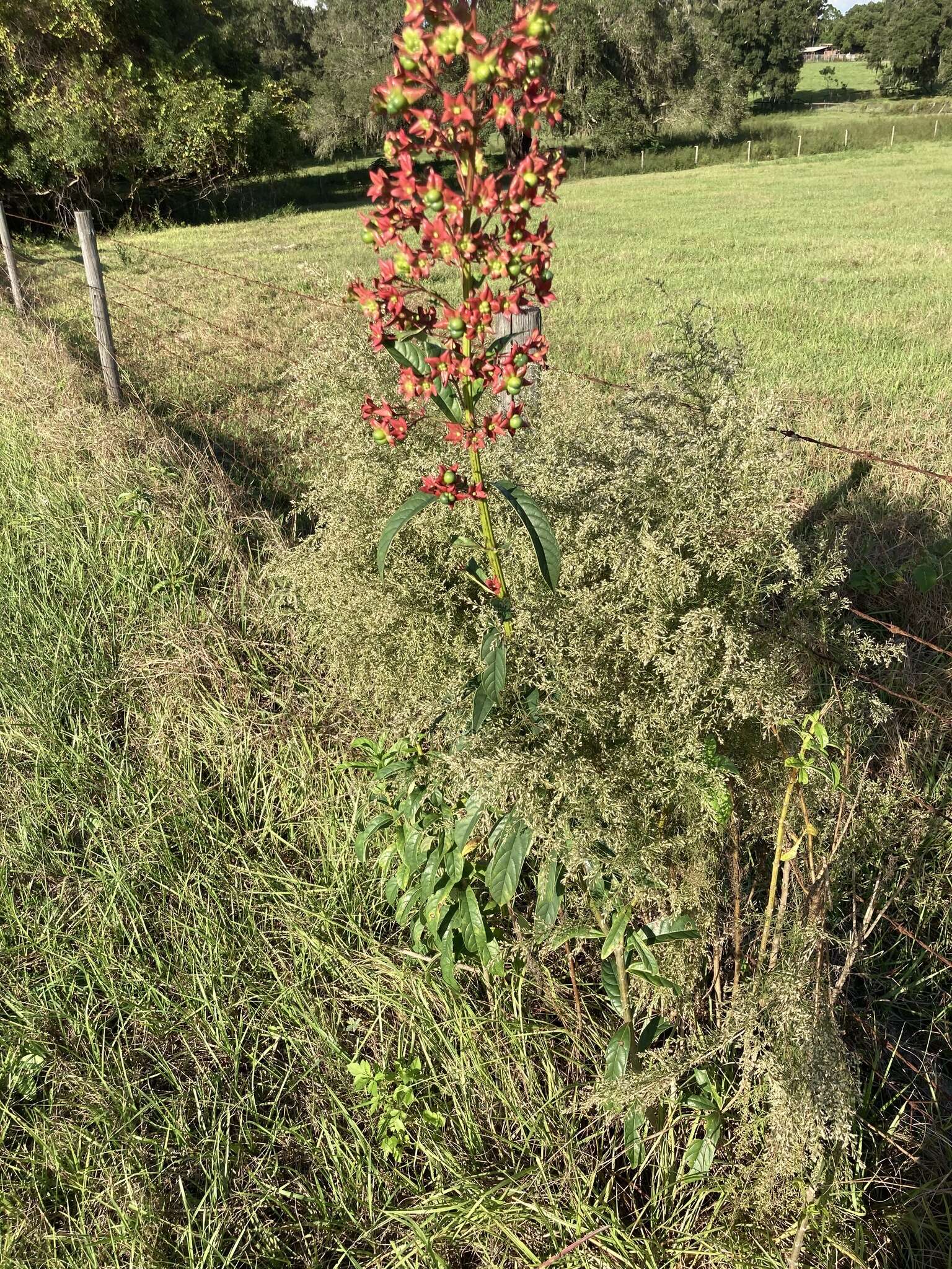 Imagem de Clerodendrum indicum (L.) Kuntze