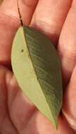 Image of Ficus cordata Thunb.