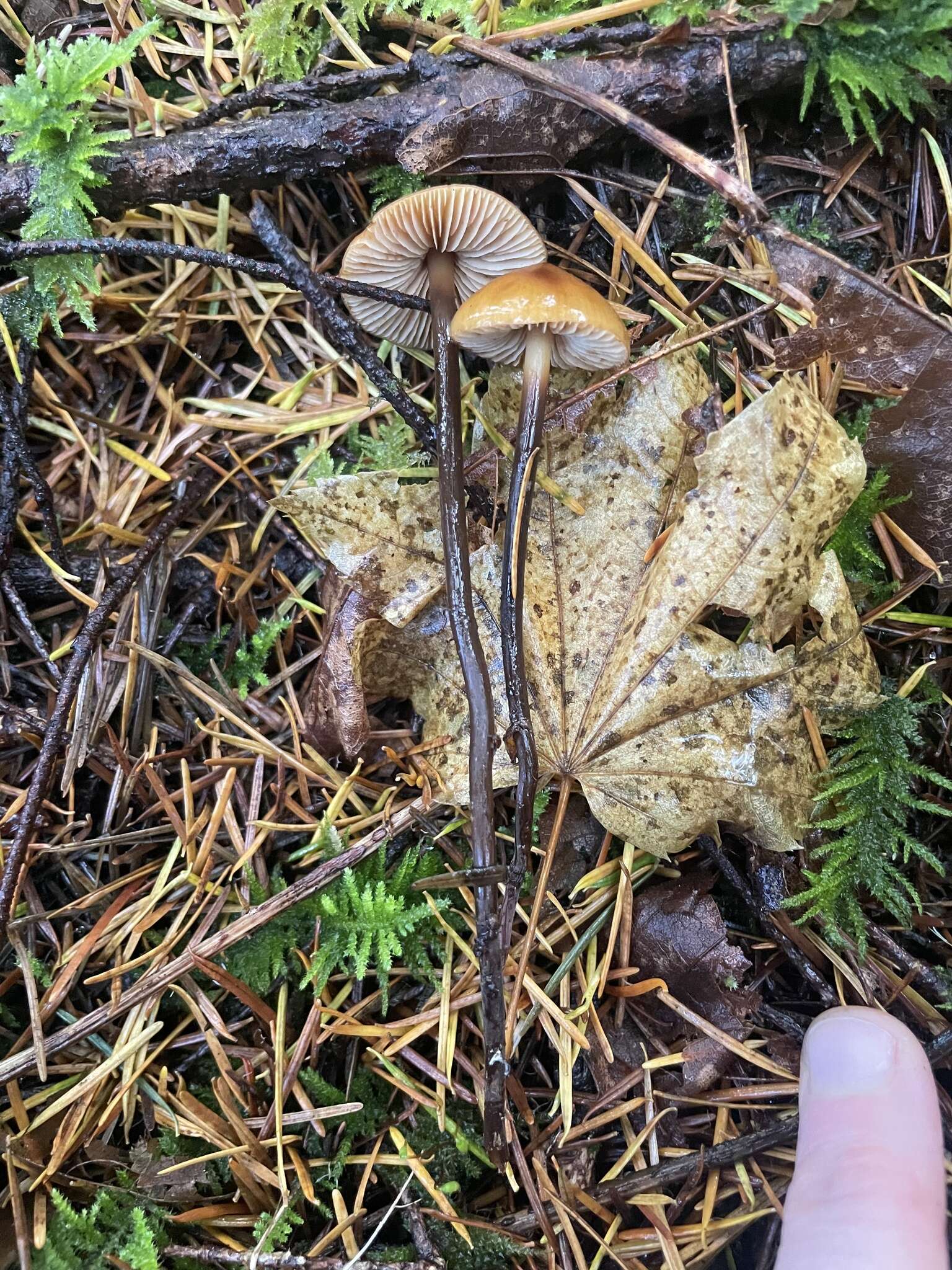 Image of Phaeocollybia attenuata (A. H. Sm.) Singer 1951