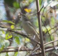 Image of Blyth's Reed Warbler