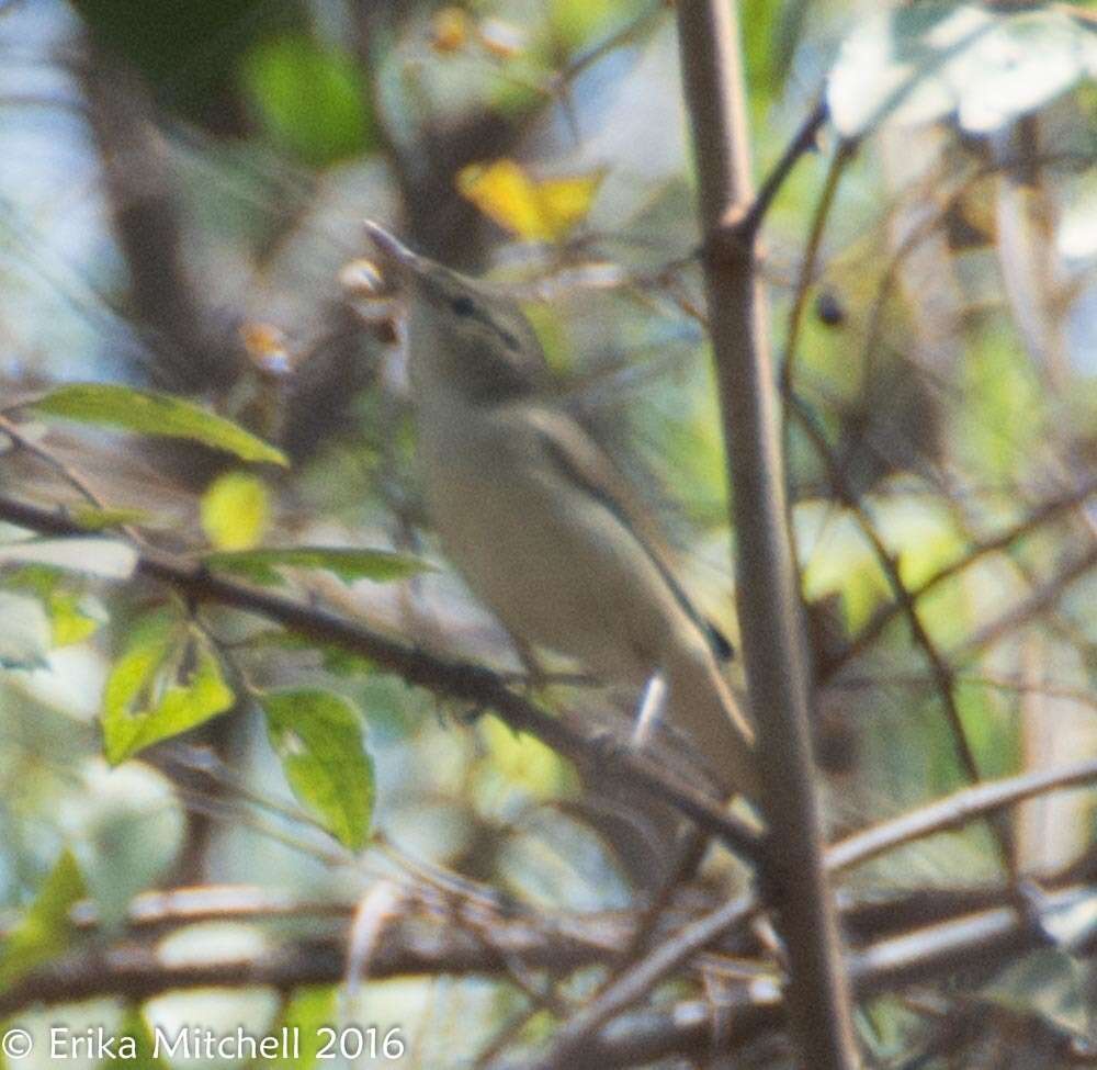 Image of Blyth's Reed Warbler