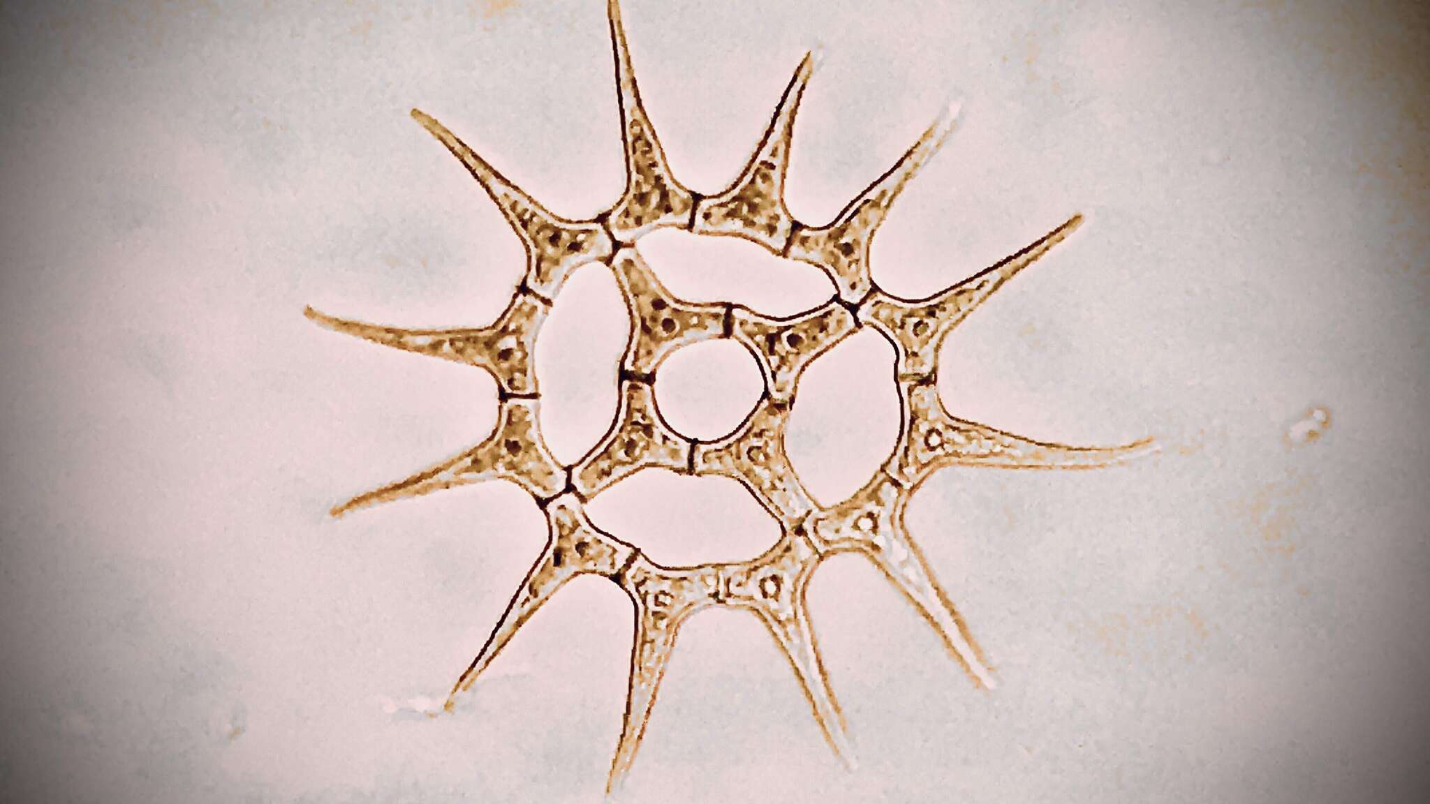 Image of Monactinus Corda 1839