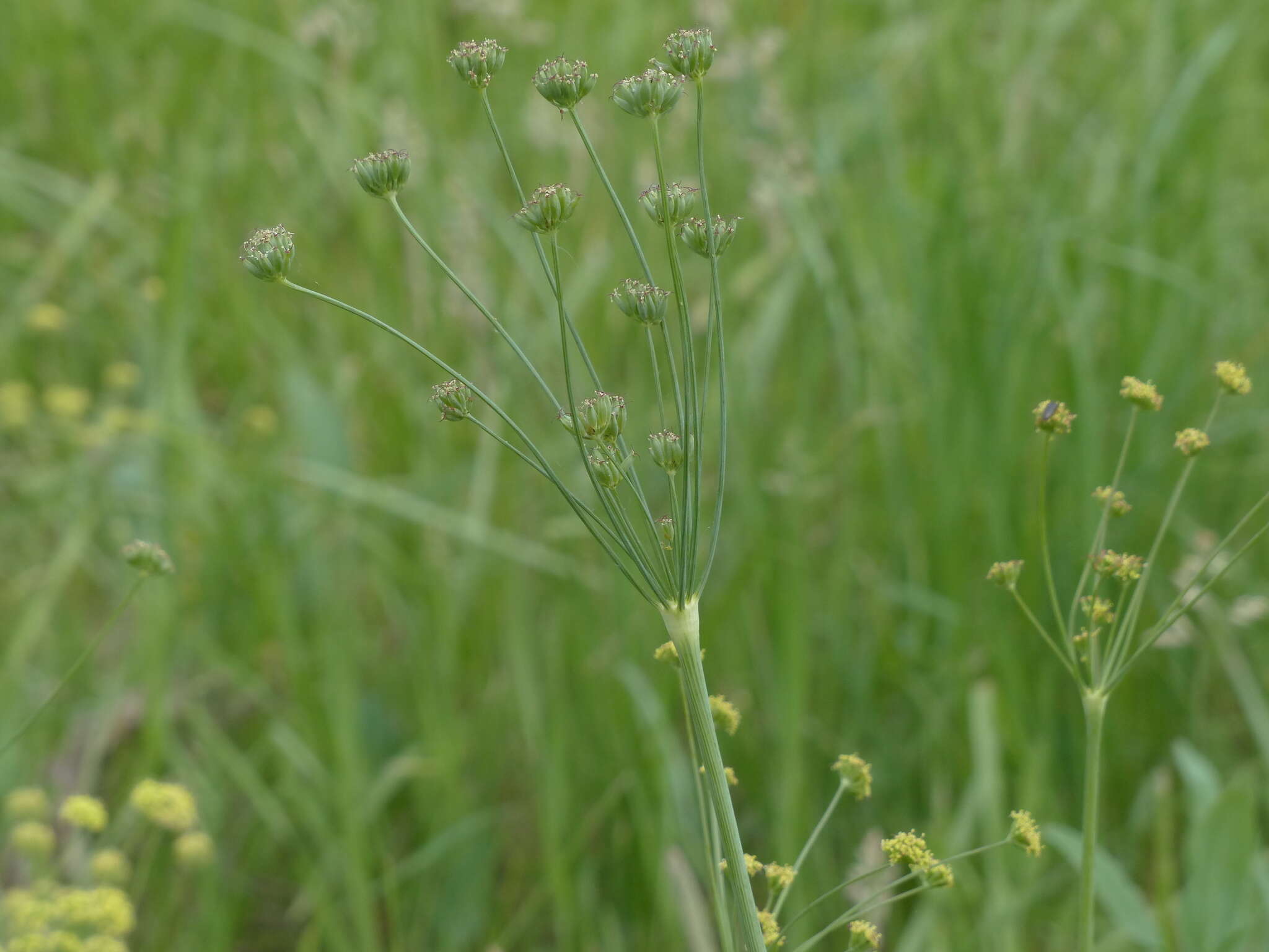 Image of barestem biscuitroot