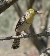 Image of Yellow-breasted Barbet