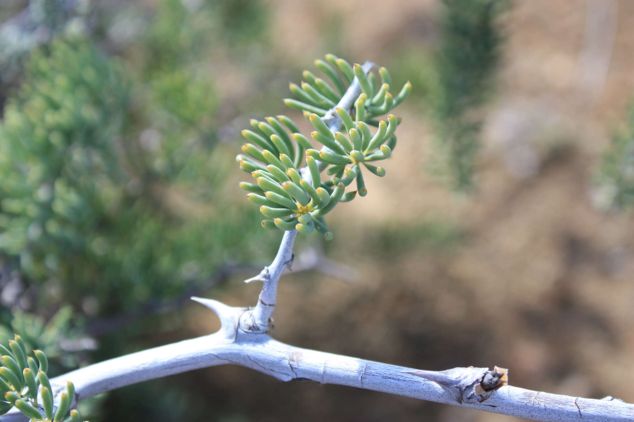 Sivun Asparagus crassicladus Jessop kuva