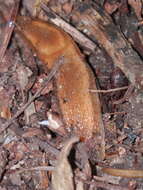 Image of Dusky Slug