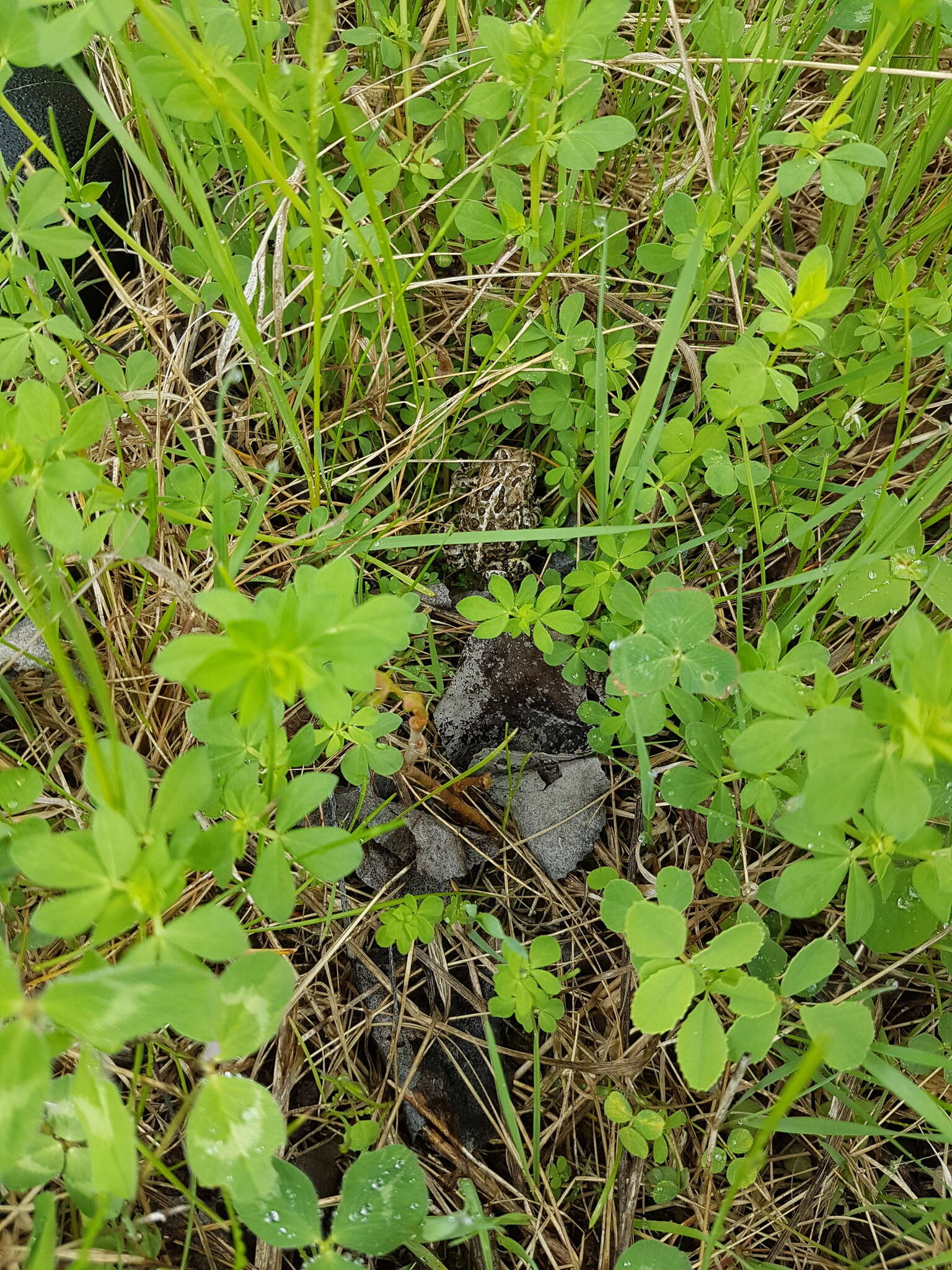 Plancia ëd Anaxyrus hemiophrys (Cope 1886)