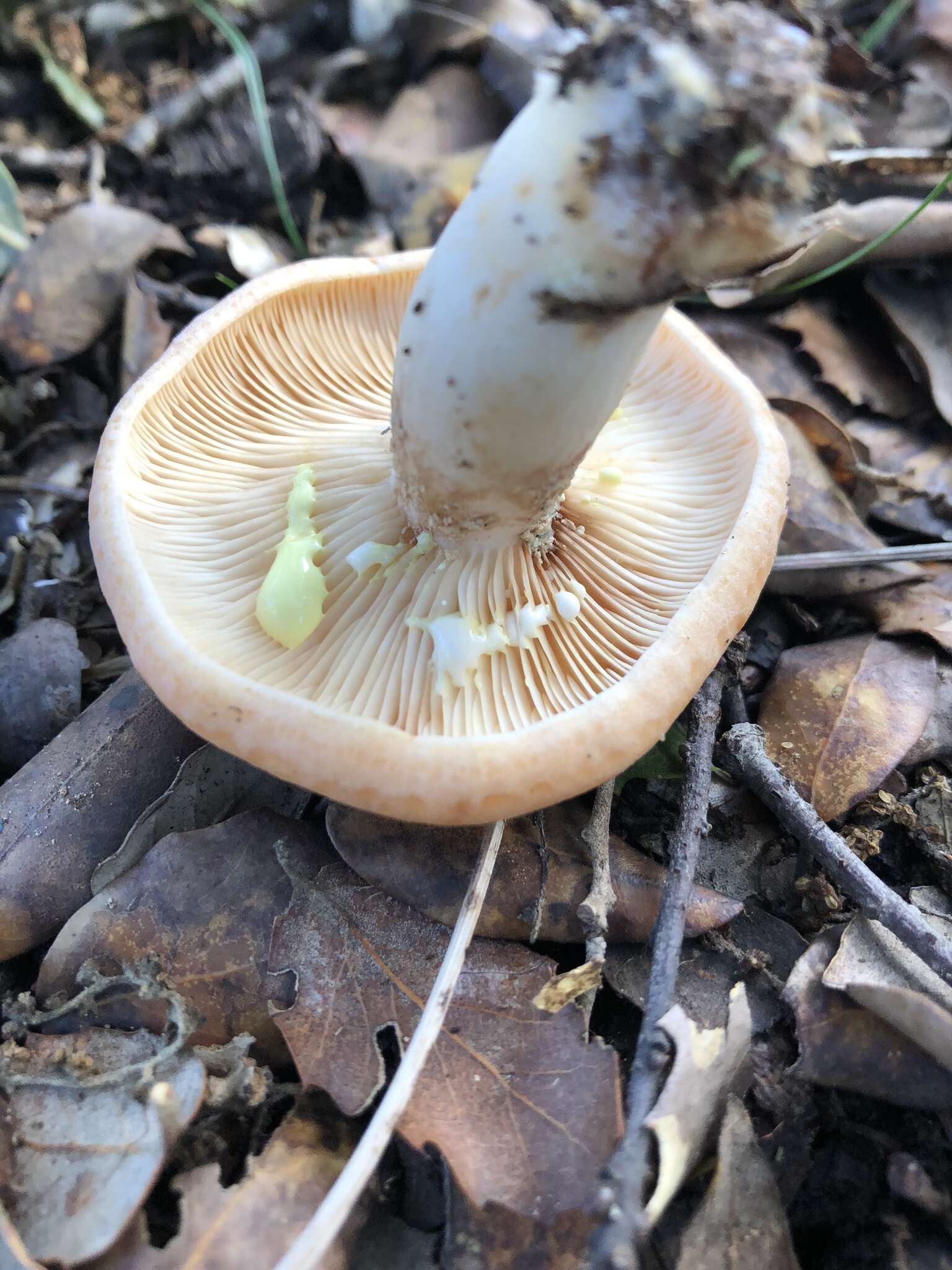 Image of Lactarius chrysorrheus Fr. 1838