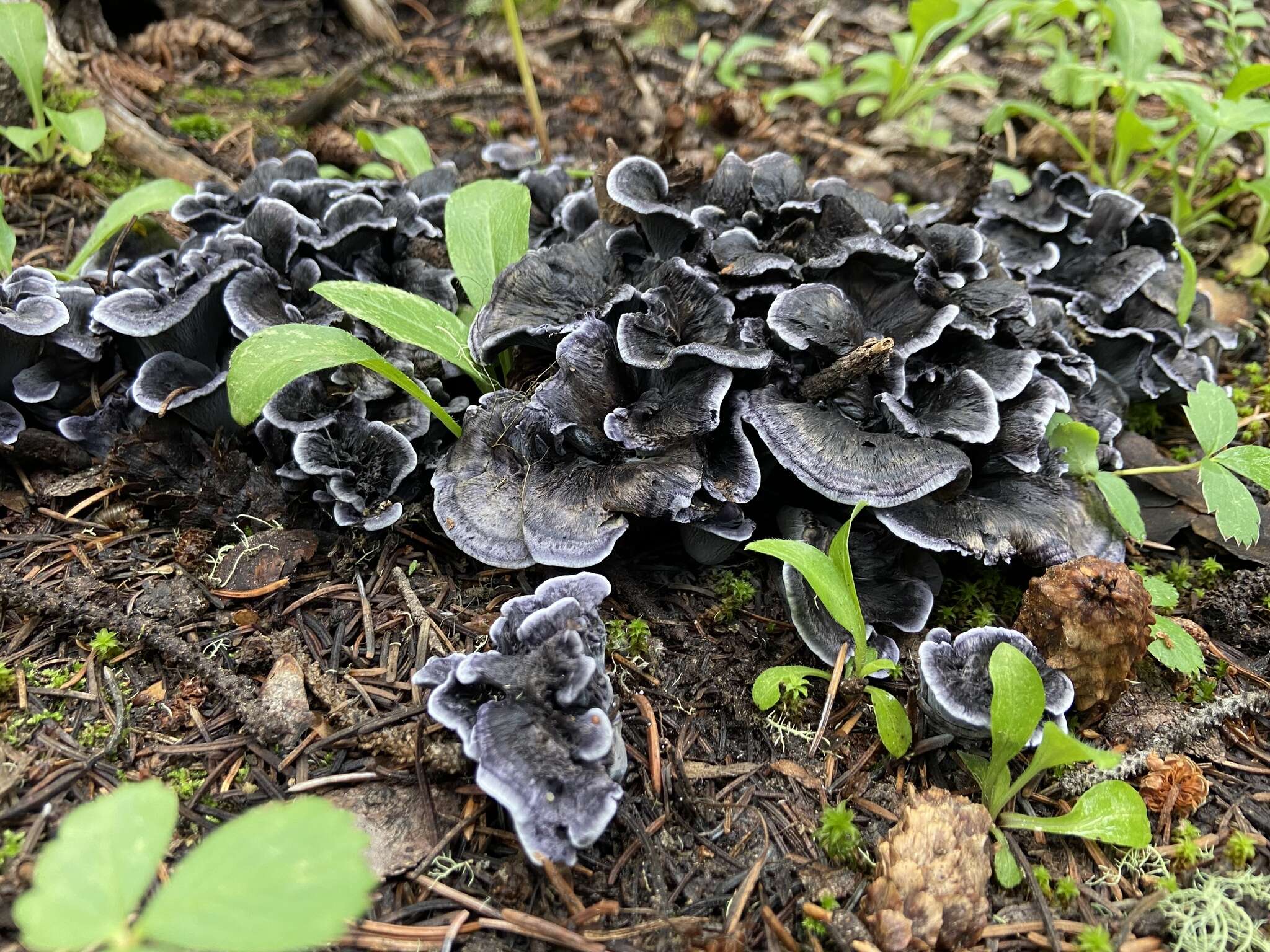 Sivun Polyozellus atrolazulinus Trudell & Kõljalg kuva