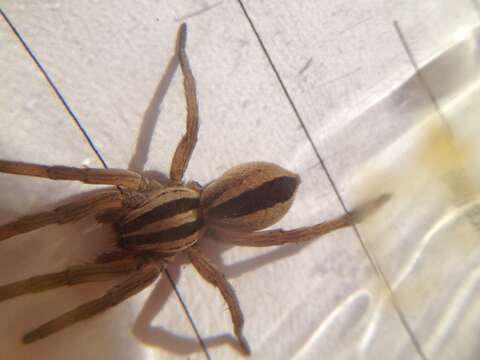 Image of Dotted Wolf Spider