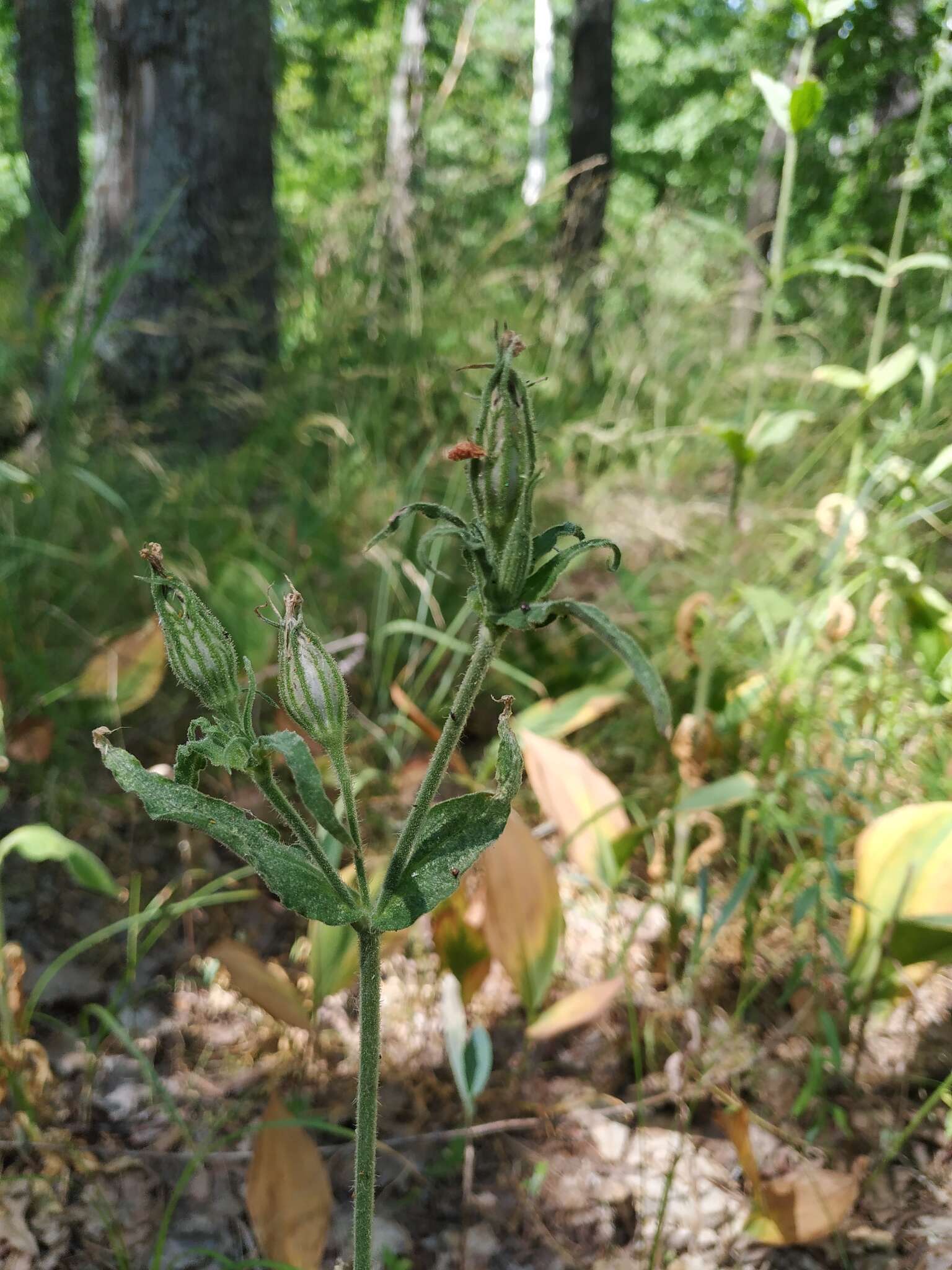 Imagem de Silene noctiflora L.