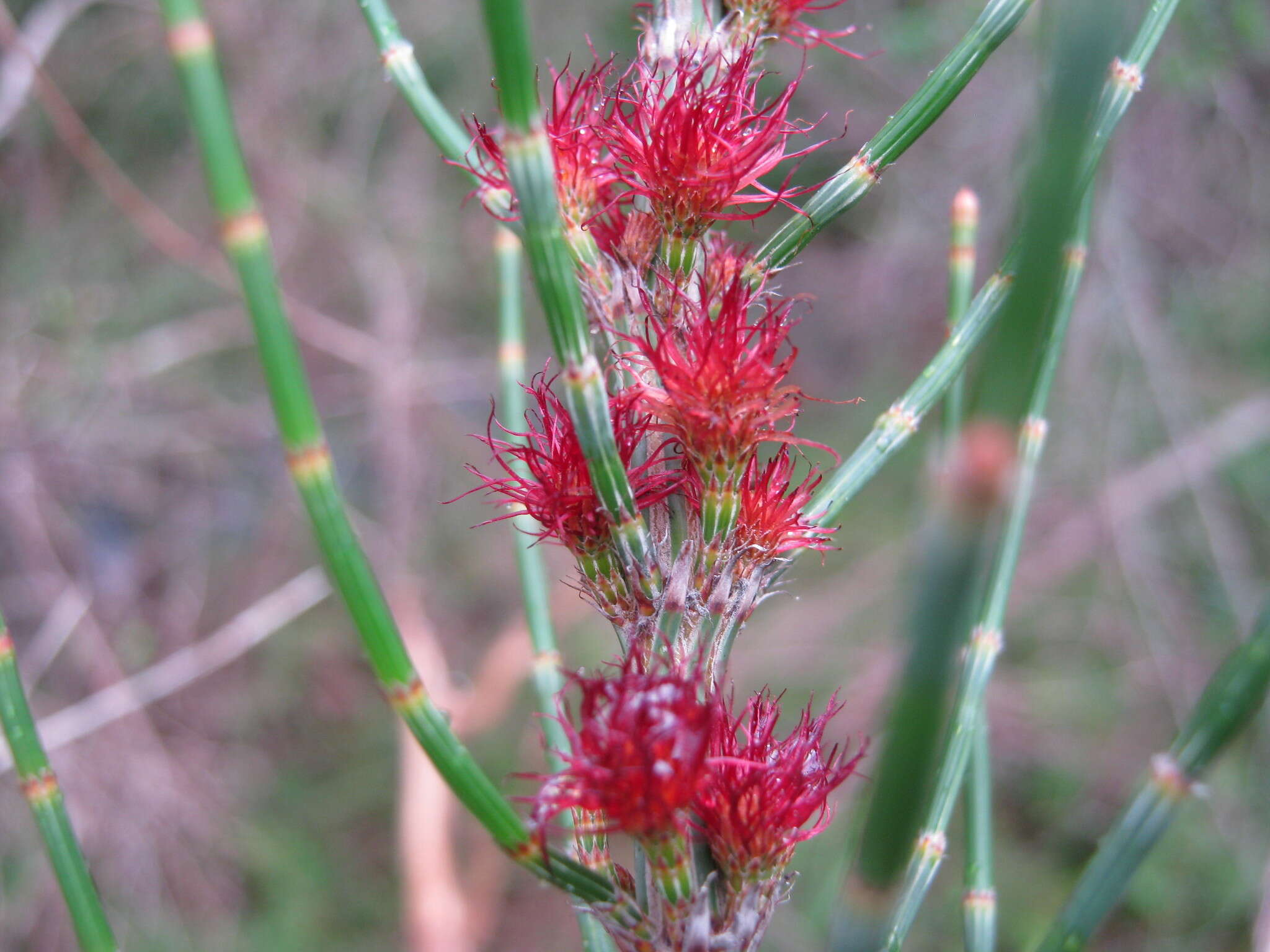 Imagem de Allocasuarina striata (Macklin) L. A. S. Johnson