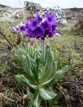 Plancia ëd Primula macrophylla D. Don