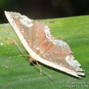 صورة Oruza glaucotorna Hampson 1910