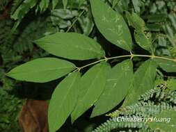 Image of Callicarpa formosana var. formosana