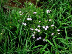 Image of Delosperma ornatulum N. E. Br. ex Stapf