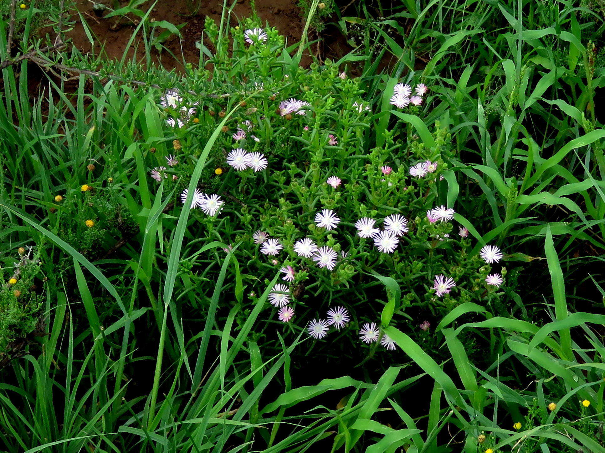 Image of Delosperma ornatulum N. E. Br. ex Stapf