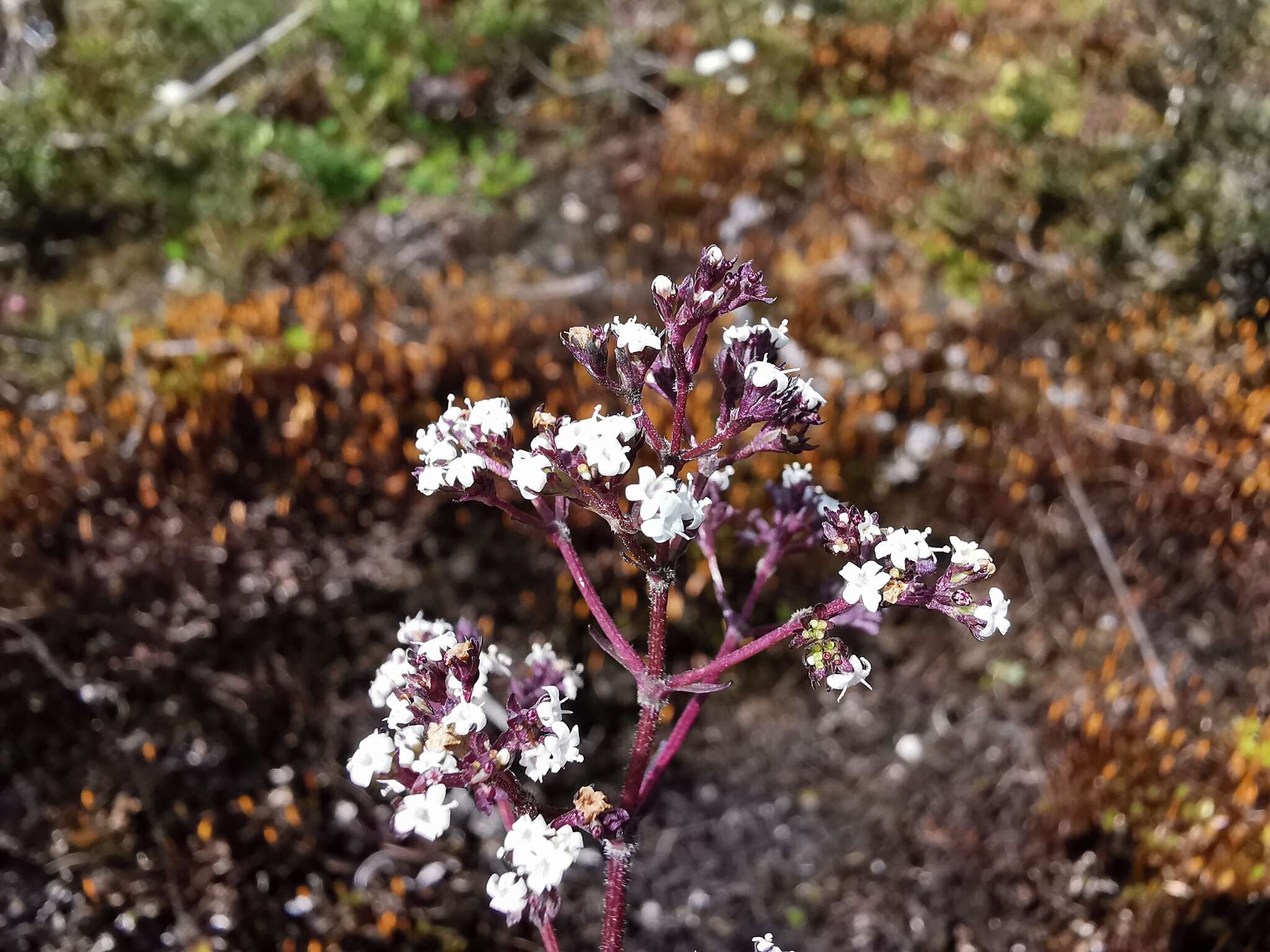 Image de Valeriana pilosa Ruiz & Pav.