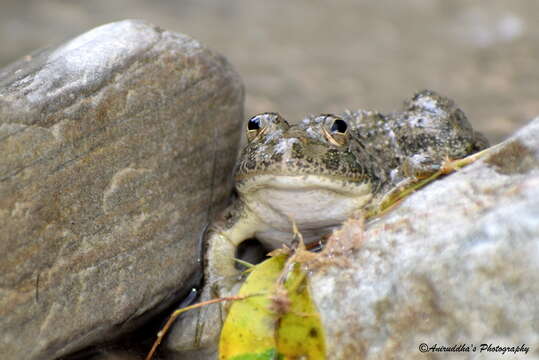 Image of Indian Skipper Frog