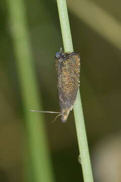 Image of Dichrorampha plumbana Scopoli 1763