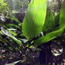 Image of Wheat Calathea