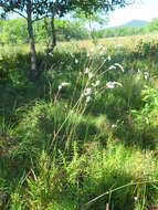 Image of Poterium tenuifolium var. alba (Trautv. & C. A. Mey.)