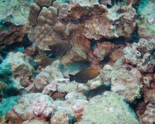 Image of Geoffroy's wrasse