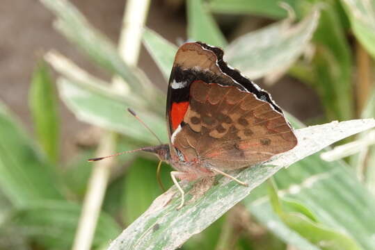 Image of <i>Orophila cecidas</i>