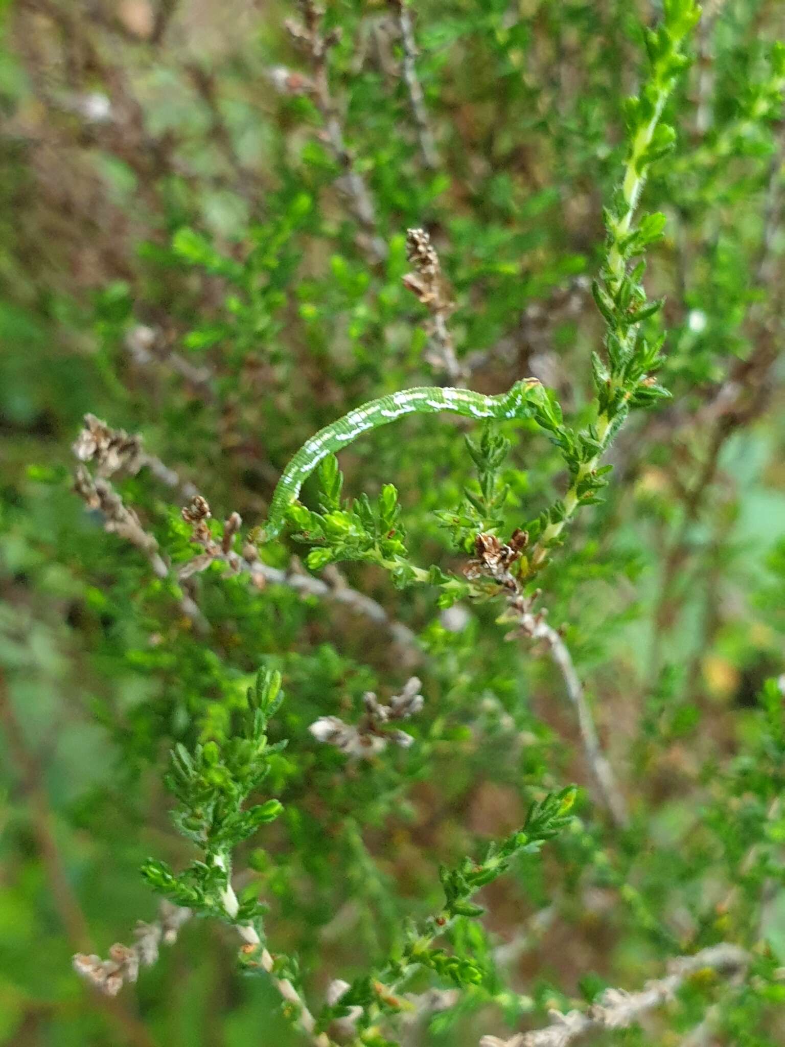 Plancia ëd Eupithecia nanata