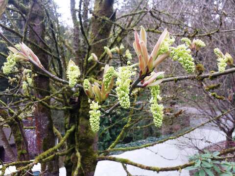 Image of bigleaf maple