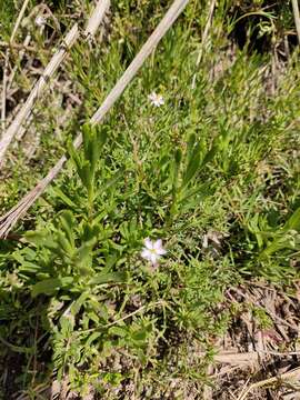 Слика од Rhodalsine geniculata (Poir.) F. N. Williams