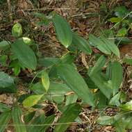 Image of Smilax lanceifolia var. lanceifolia